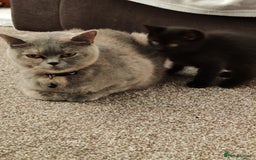 British Shorthair cats for sale: 3 kittens ready to leave  - Image 5