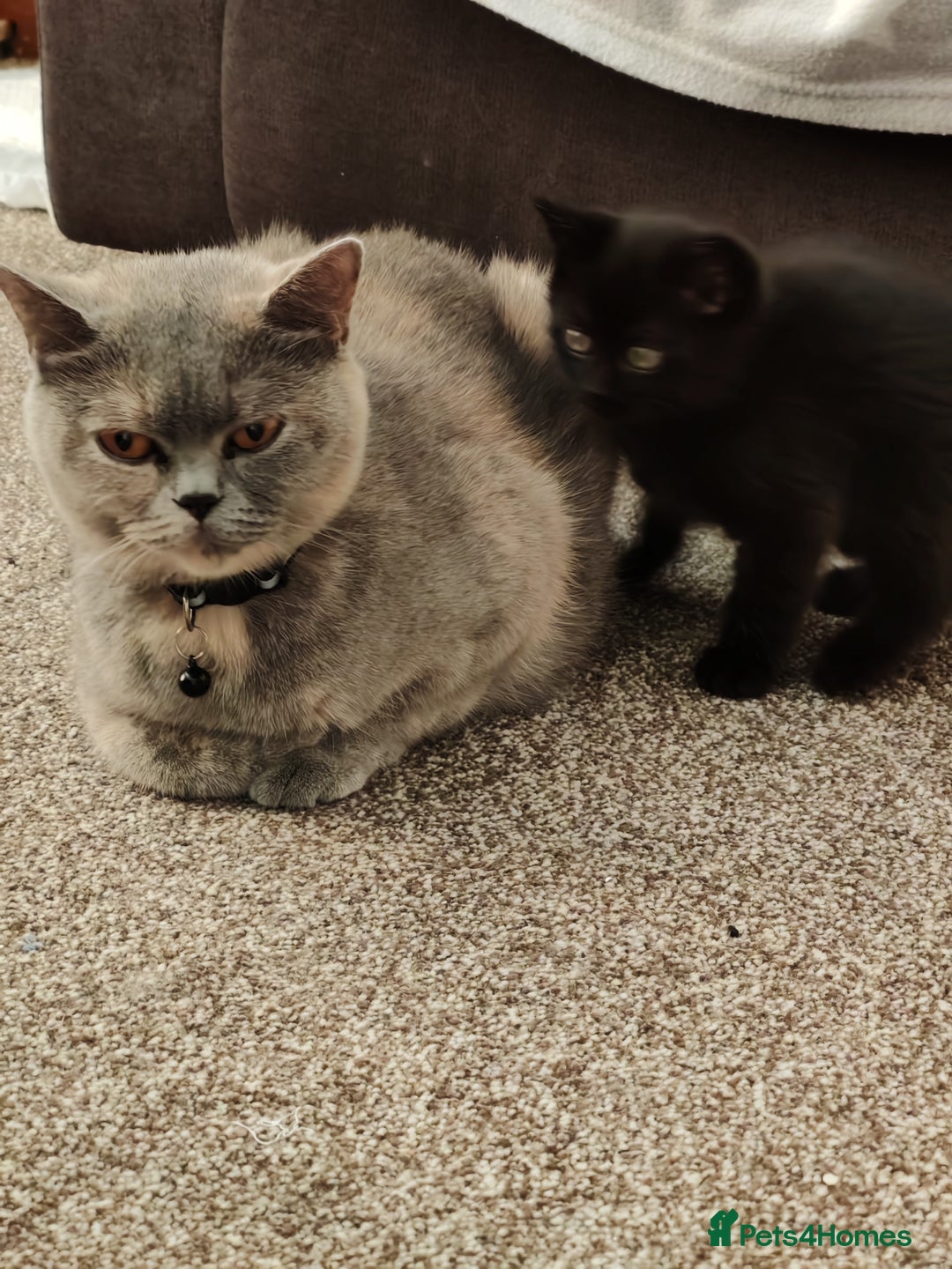 British Shorthair cats for sale: 3 kittens ready to leave  - Image 5