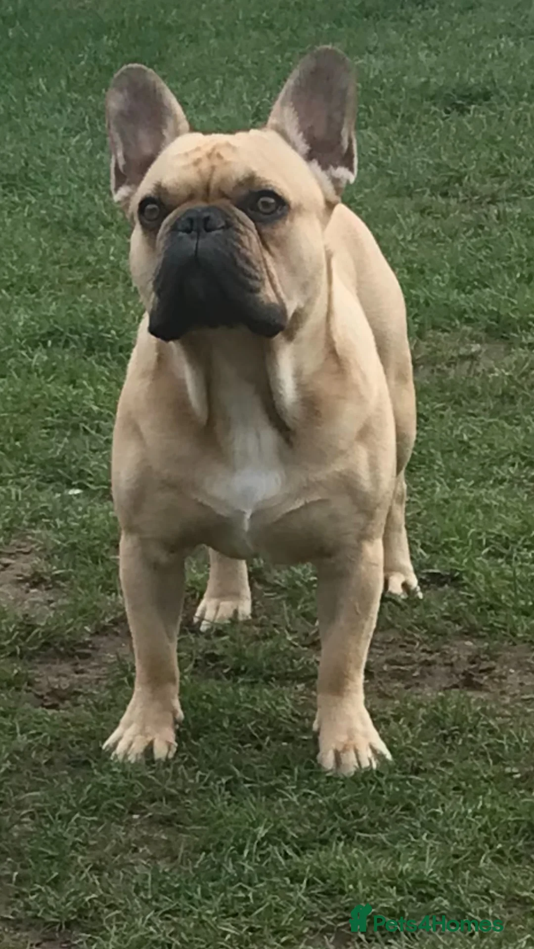 French Bulldog dogs for sale: George French bulldog (rehoming) - Advert 2