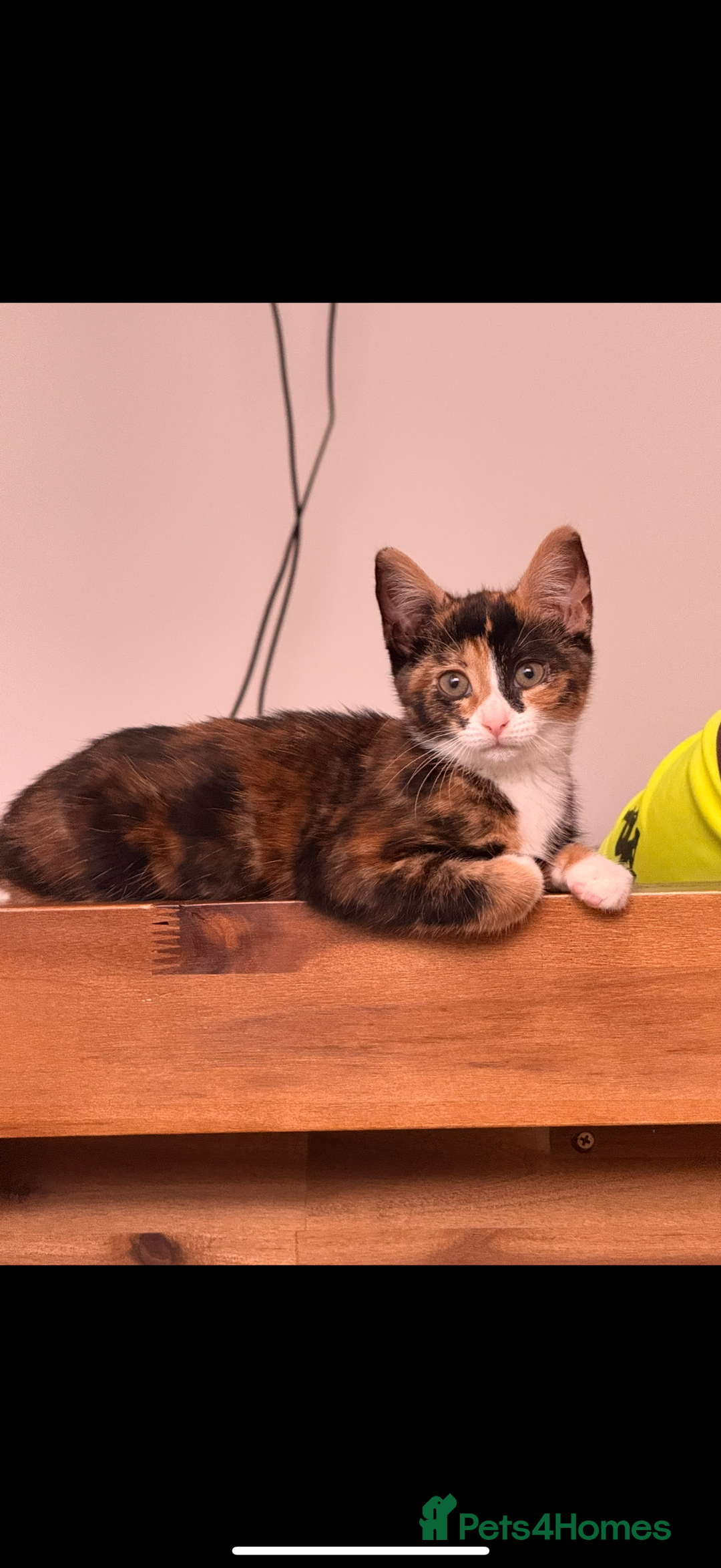 Mixed Breed cats for sale: Calico kittens both female  - Advert 11