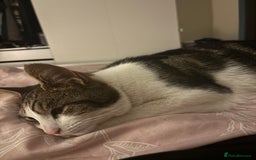 Mixed Breed cats for sale: Beautiful 2 year old female cat - Image 3