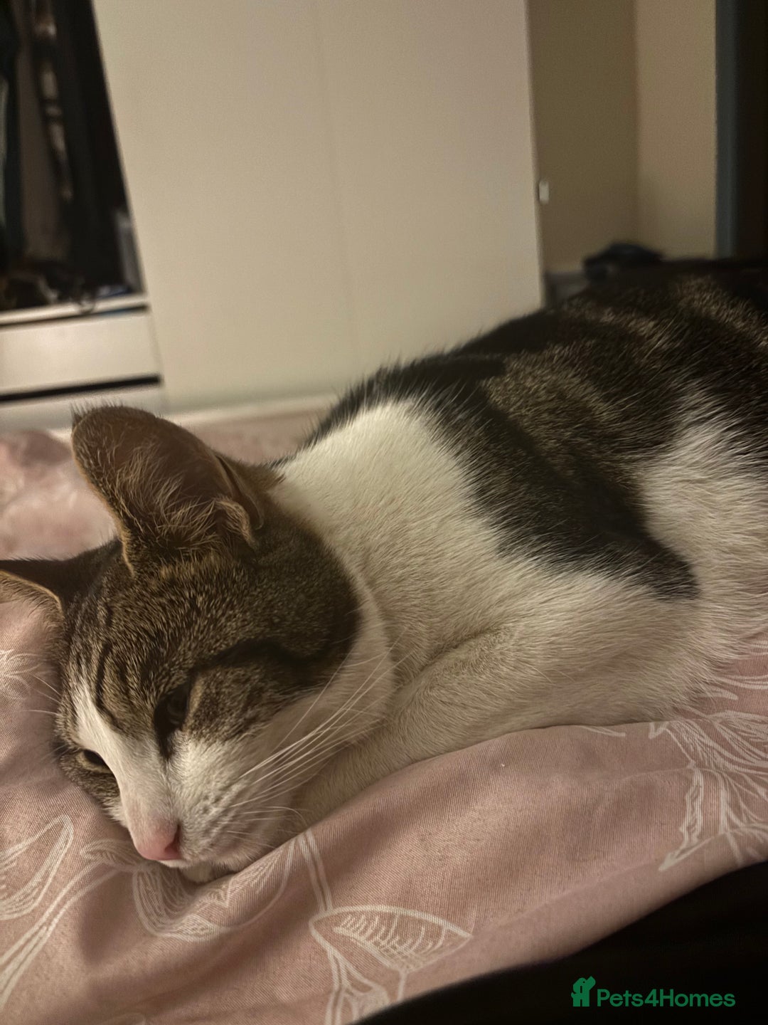 Mixed Breed cats for sale: Beautiful 2 year old female cat - Image 3