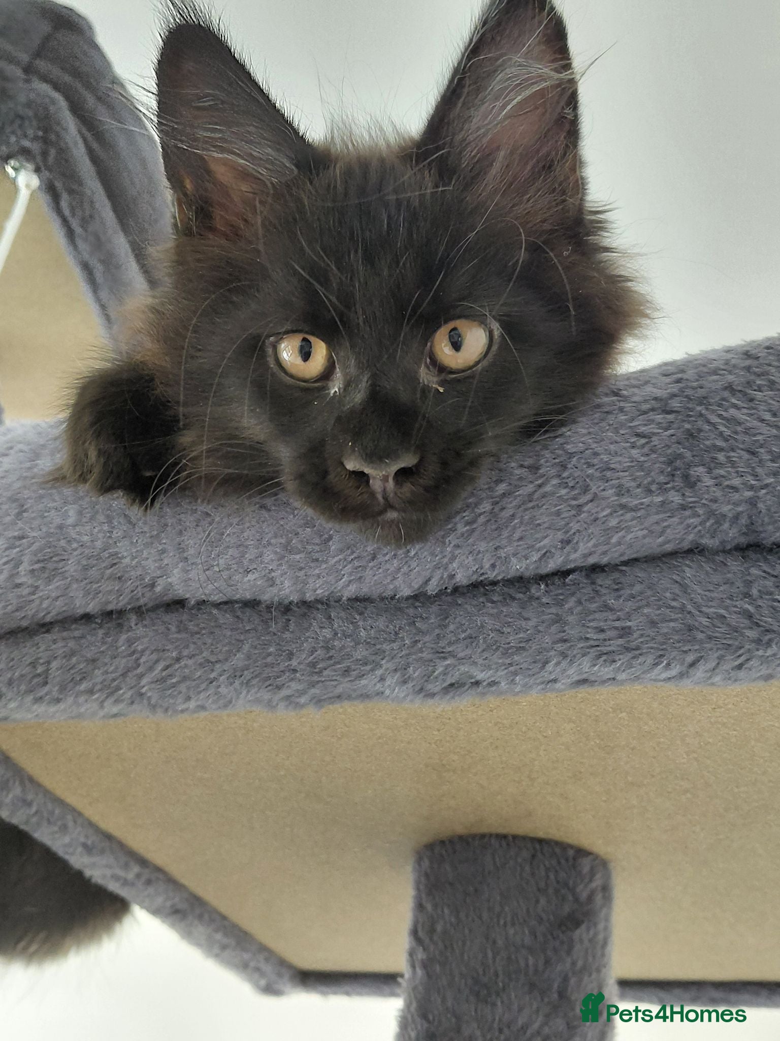 Maine Coon cats Ticca Black smoke x 3 male maine coons.  - Advert 2