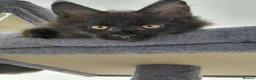 Maine Coon cats for sale: Ticca Black smoke x 3 male maine coons.  - Advert 5