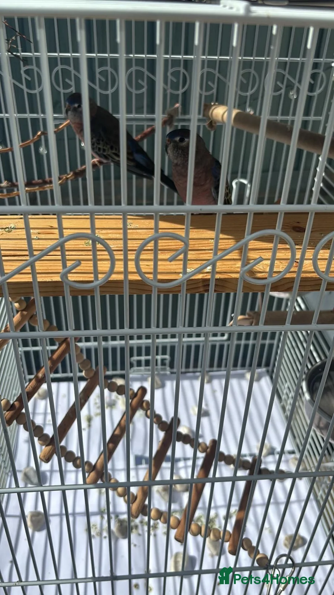 Parakeets birds for sale: bourke's parakeet in West Molesey - Advert 3