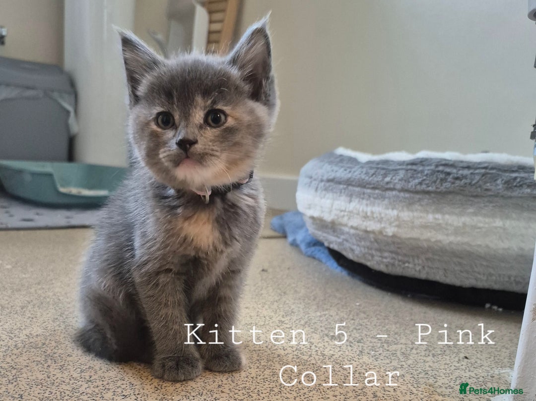 Mixed Breed cats for sale: Blue, dilute tortie, cream and black kittens - Image 5