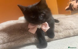 British Shorthair cats for sale: Solid Black British Shorthair  - Image 5