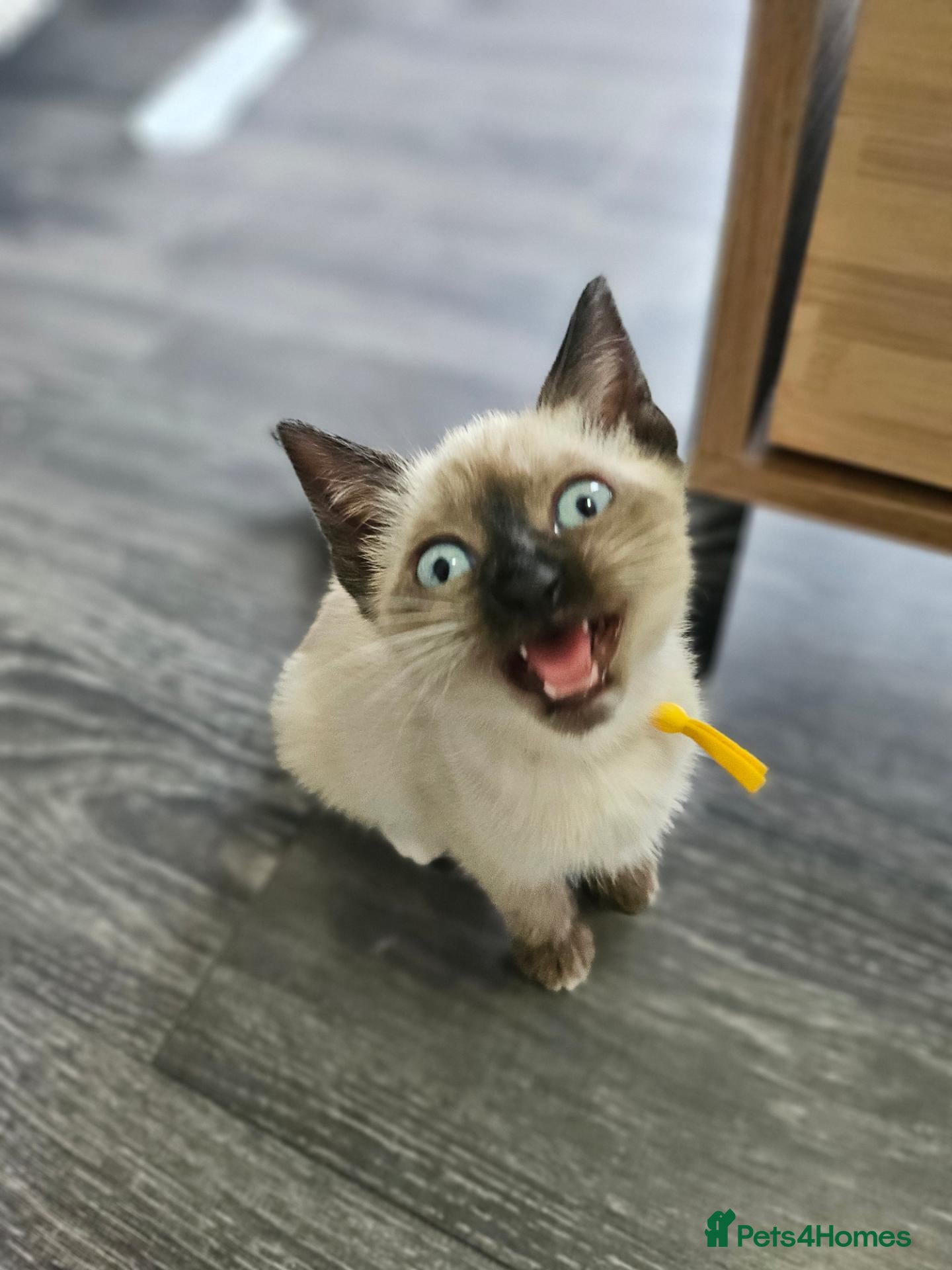 Snowshoe cats Rare pedigree snowshoe kittens - Advert 2