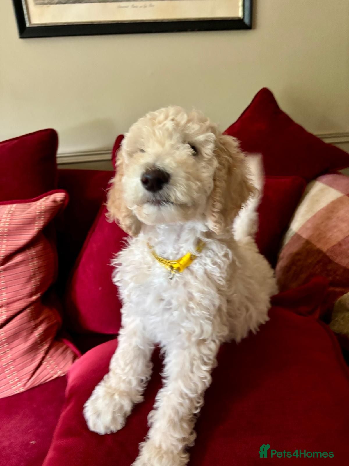 Standard Poodle dogs Standard Poodle Puppies  - Advert 7