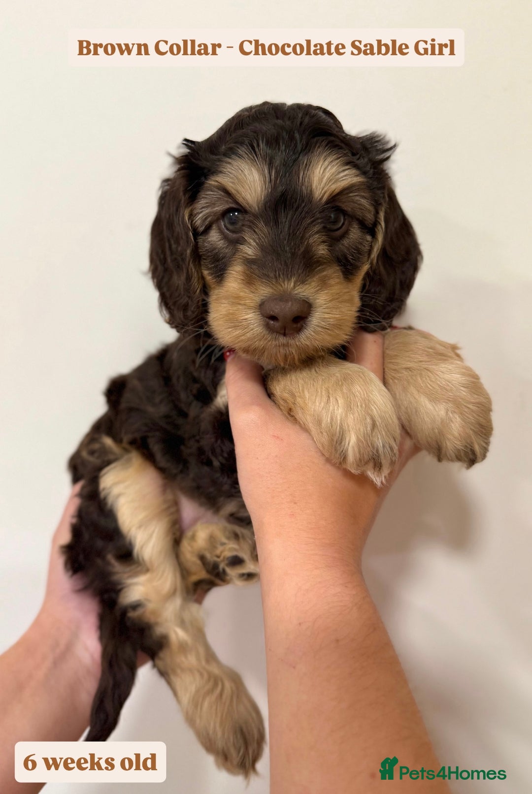 Cockapoo dogs for sale: Waiting-List Open - DNA Tested Cockapoo Puppies 🧬 - Advert 21