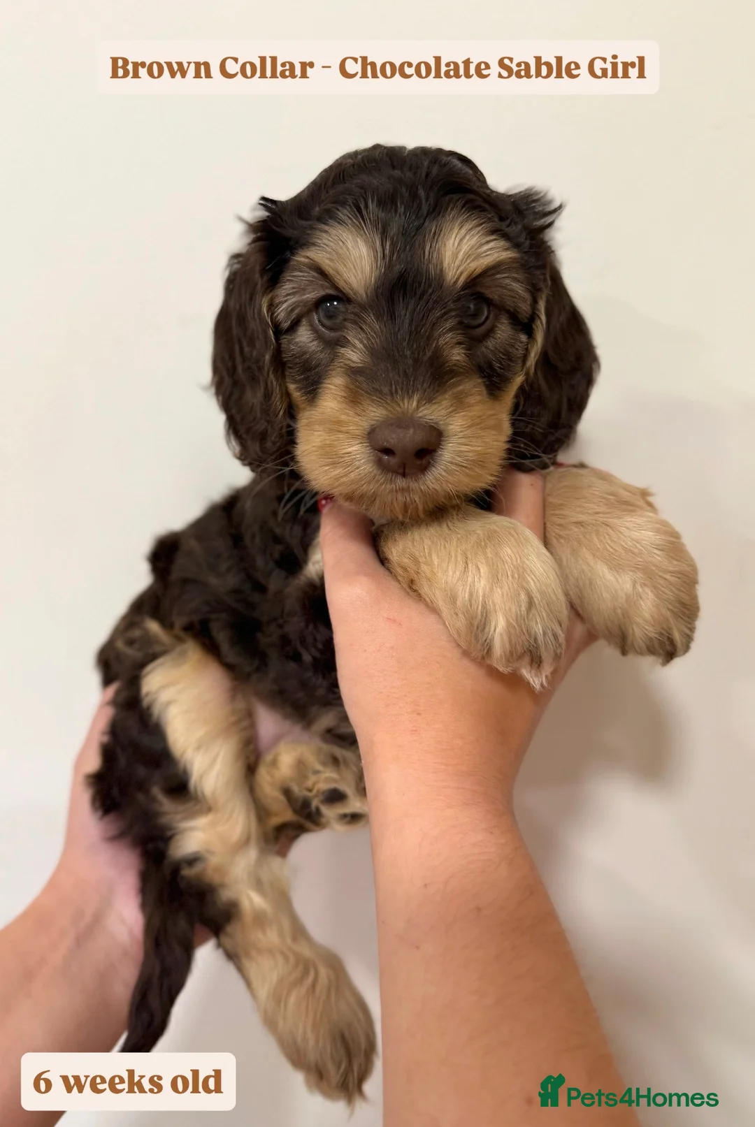 Cockapoo dogs for sale: Waiting-List Open - DNA Tested Cockapoo Puppies 🧬 - Advert 21
