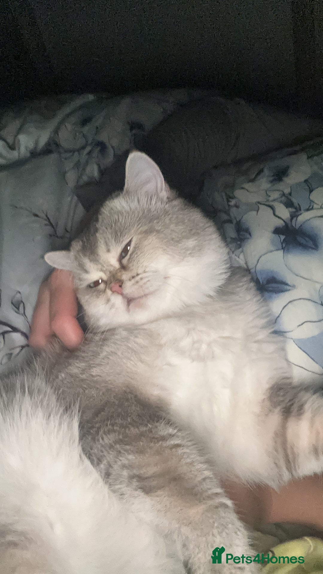 British Shorthair cats for stud: Teddy  - Advert 6