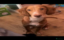 Cocker Spaniel dogs for sale: Working cocker spaniel  - Image 1