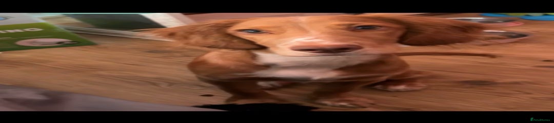Cocker Spaniel 