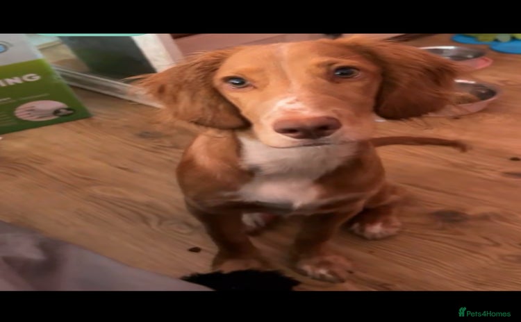 Cocker Spaniel dogs - Advert 11