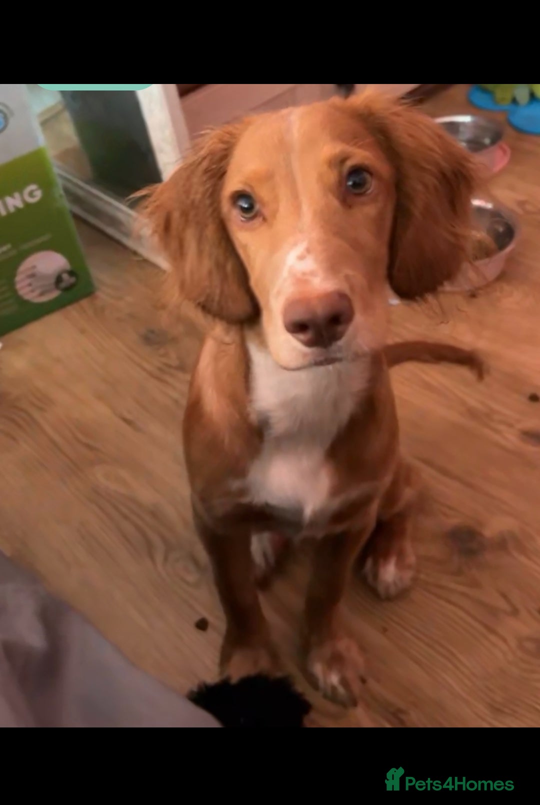 Cocker Spaniel dogs for sale: Working cocker spaniel  - Image 1