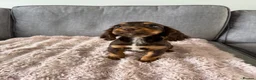 Cocker Spaniel dogs for sale: BEAUTIFUL CHOC AND TAN COCKER PUPS READY NOW!  - Advert 6