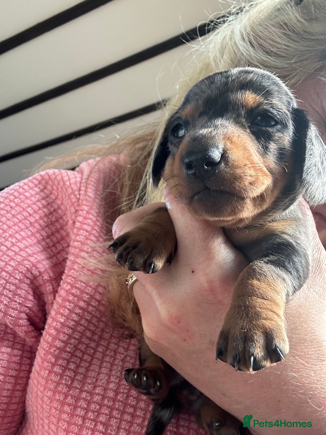 Miniature Dachshund dogs for sale: Ready Soon - Gorgeous KC Reg. Miniature Dachshund - Advert 15