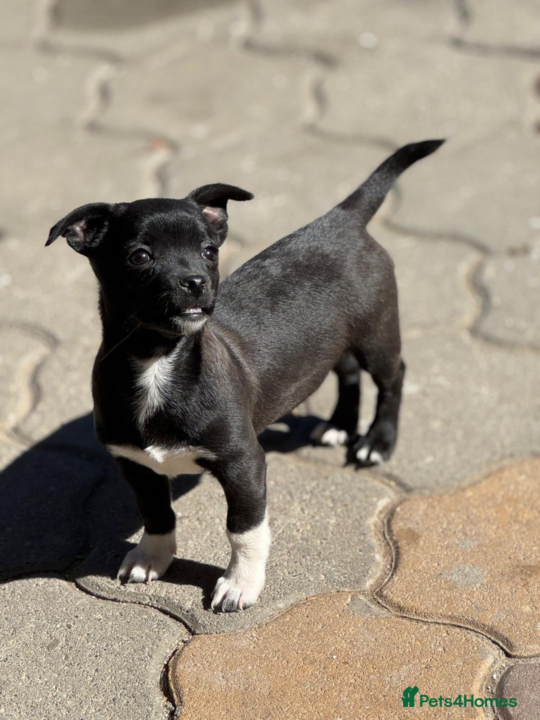 Mixed Breed dogs for adoption: FLORA - a Lovely tiny puppy girl for a Loving Home - Advert 19