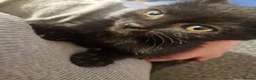 Mixed Breed cats for sale: Black cats  - Advert 7