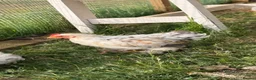 Chickens poultry for sale: Pekin bantam millefleur  - Advert 1