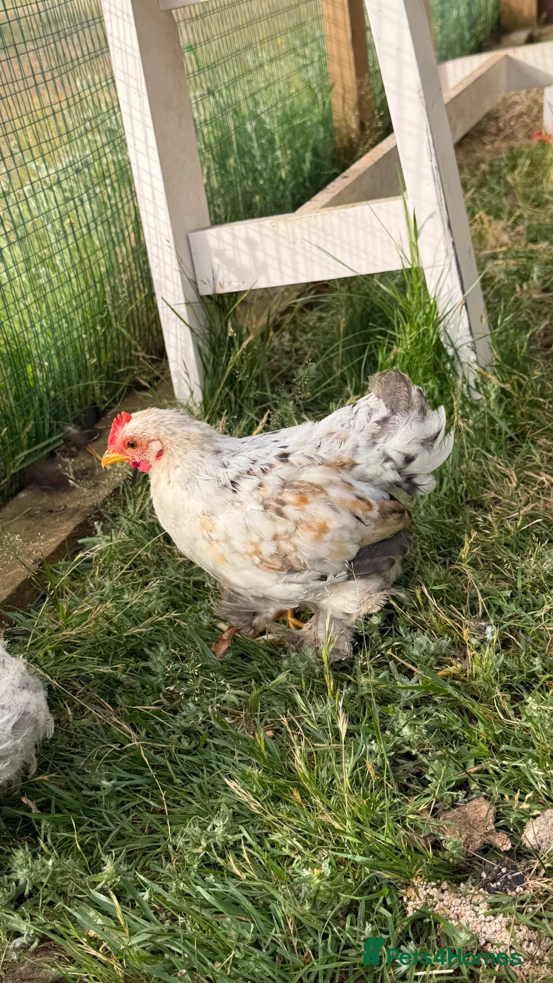 Chickens poultry for sale: Pekin bantam millefleur  - Advert 1