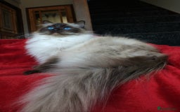 Ragdoll cats for sale: GCCF REG PET KITTENS CHAMPION IMPORT BLOODLINES - Image 5