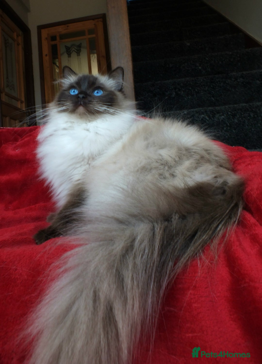 Ragdoll cats for sale: GCCF REG PET KITTENS CHAMPION IMPORT BLOODLINES - Image 5