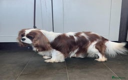 Cavalier King Charles Spaniel dogs for sale: Health Tested cavalier puppies  - Image 24