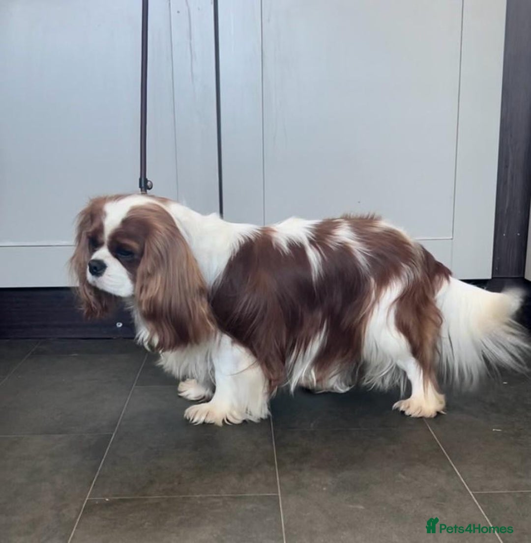Cavalier King Charles Spaniel dogs for sale: Health Tested cavalier puppies  - Image 24