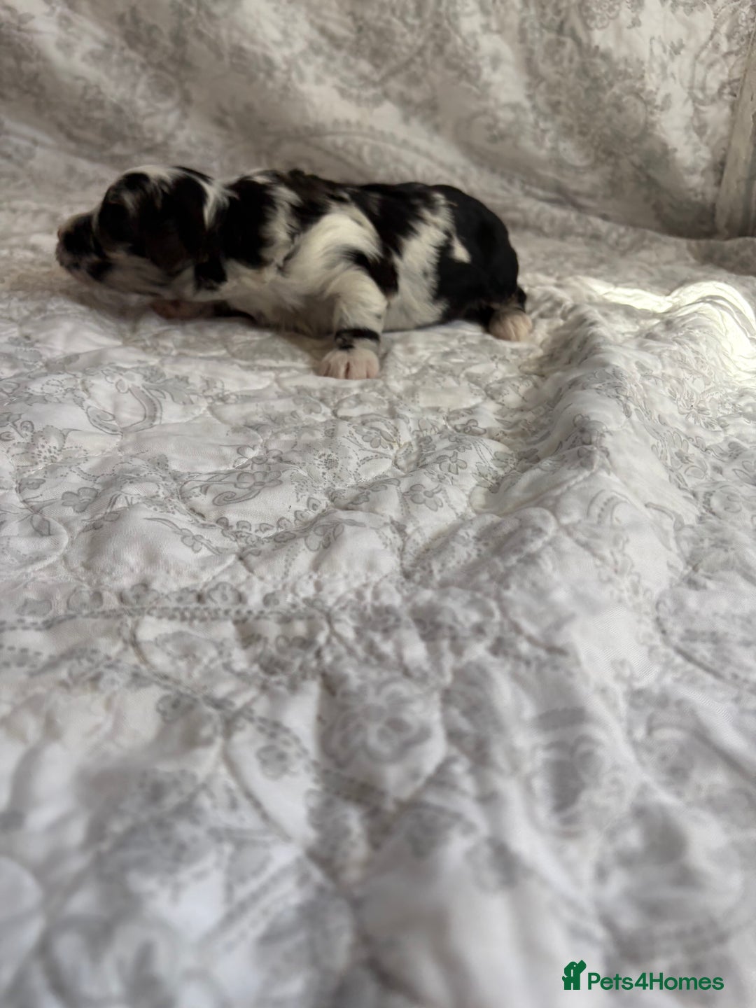 Maltipoo dogs for sale: 🤩 4 stunning male F1 Maltipoo 🤩 - Image 10