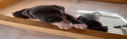 Staffordshire Bull Terrier dogs for sale: Blue staffordshire bull terrier puppies - Advert 21