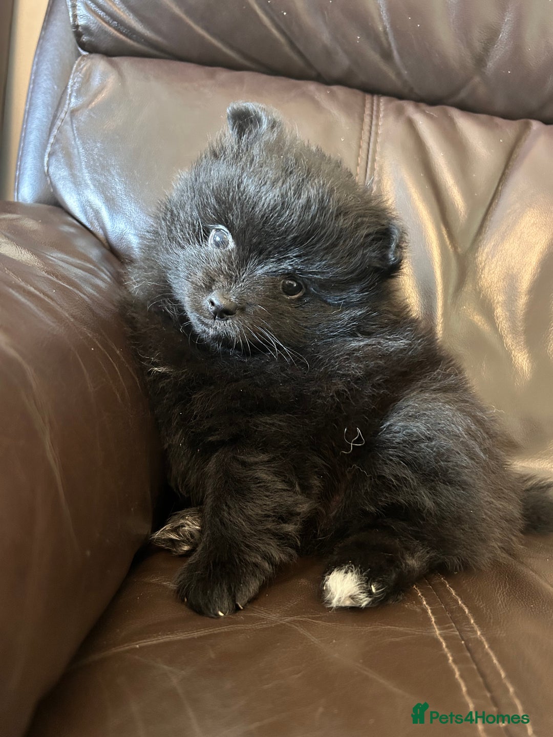 Pomeranian dogs for sale: Pomeranians - ONLY BLACK BOY LEFT - Advert 33