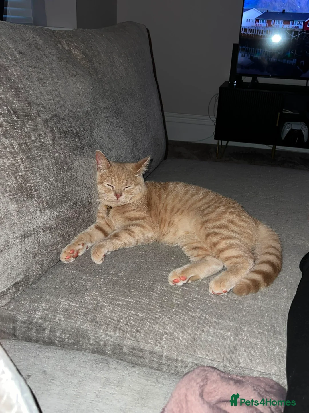 British Shorthair cats for sale: Stunning Male British Shorthair Kitten – Biscoff - Advert 2