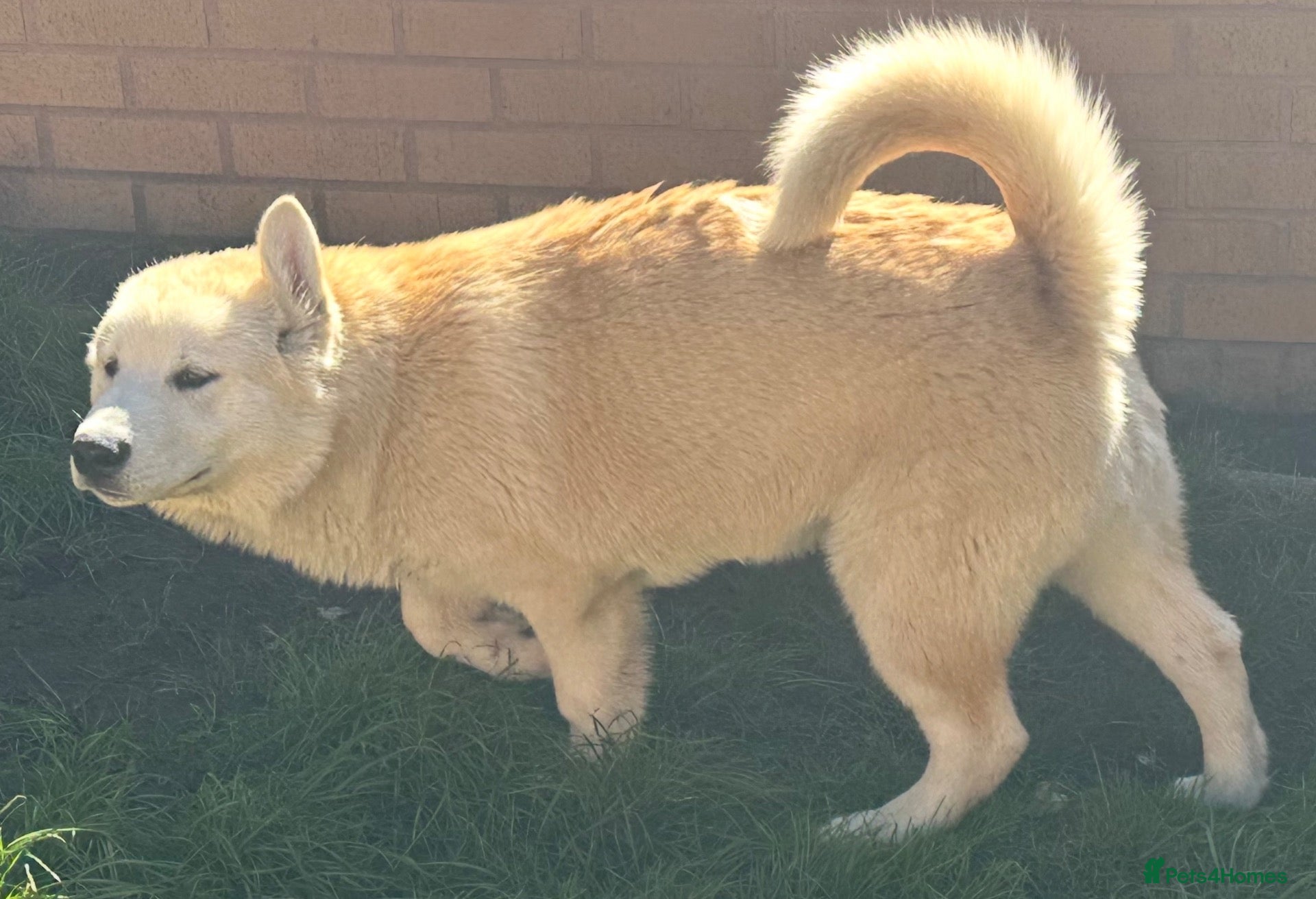 Alaskan Malamute dogs 1 female remaining - Advert 2