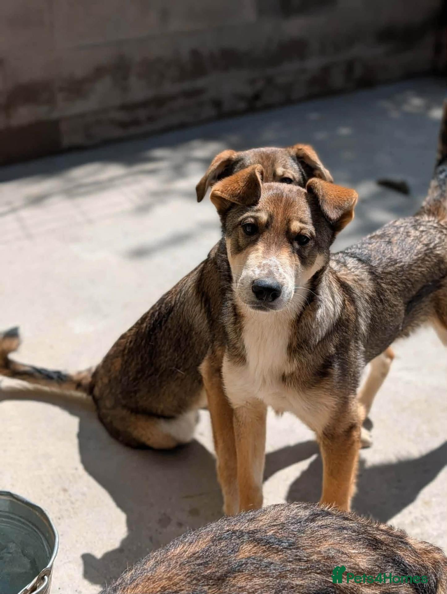 Mixed Breed dogs Eira is looking for a home with another dog - Advert 1