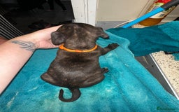 Mixed Breed dogs for sale: Cane corso X staff - Image 12