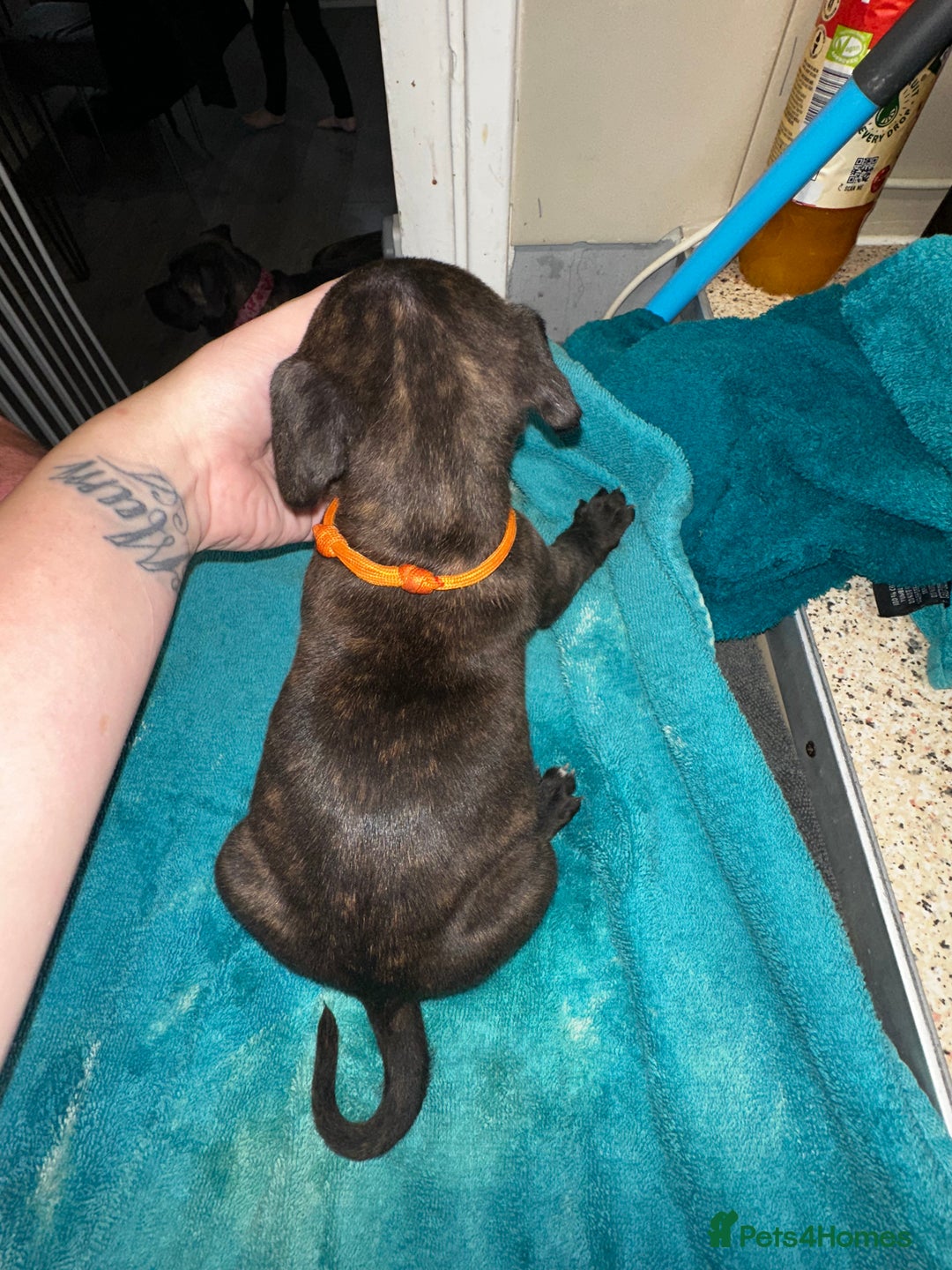 Mixed Breed dogs for sale: Cane corso X staff - Image 12