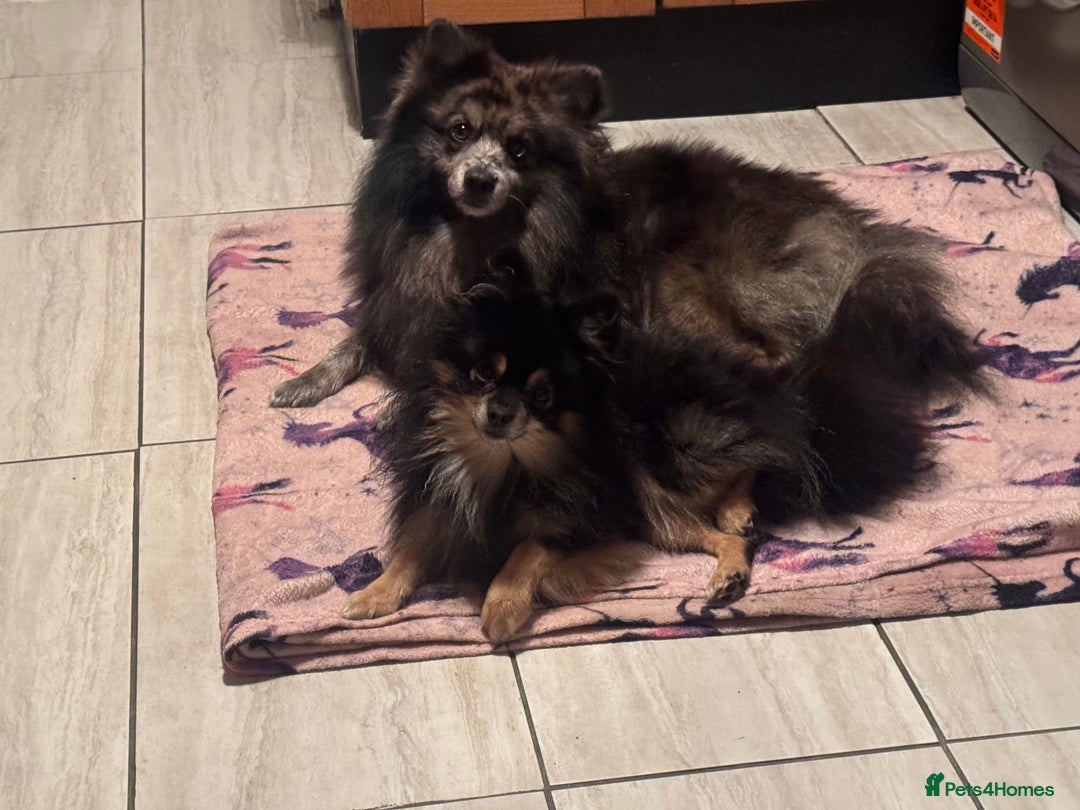 Pomsky dogs for sale: F3 pomsky  - Advert 4