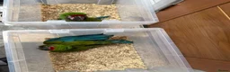 Macaws birds for sale: Selling baby handreared  military macaw  - Advert 3