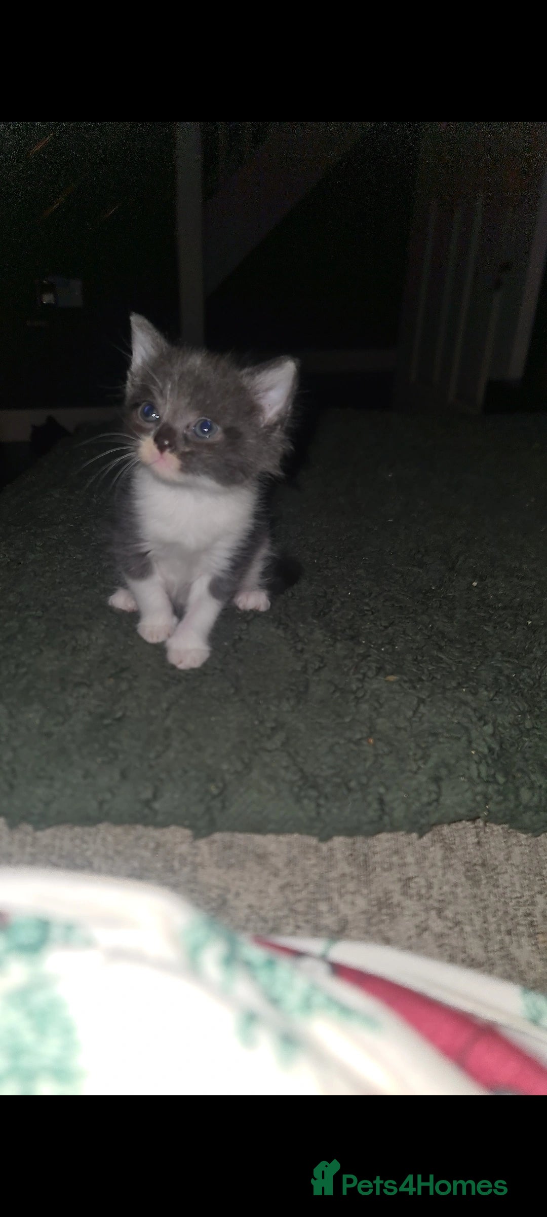 Mixed Breed cats for sale: Beautiful brothers  - Advert 1