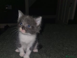 Mixed Breed cats Beautiful brothers - Advert 1