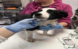 Mixed Breed dogs for adoption: Tequila for adoption - Image 3