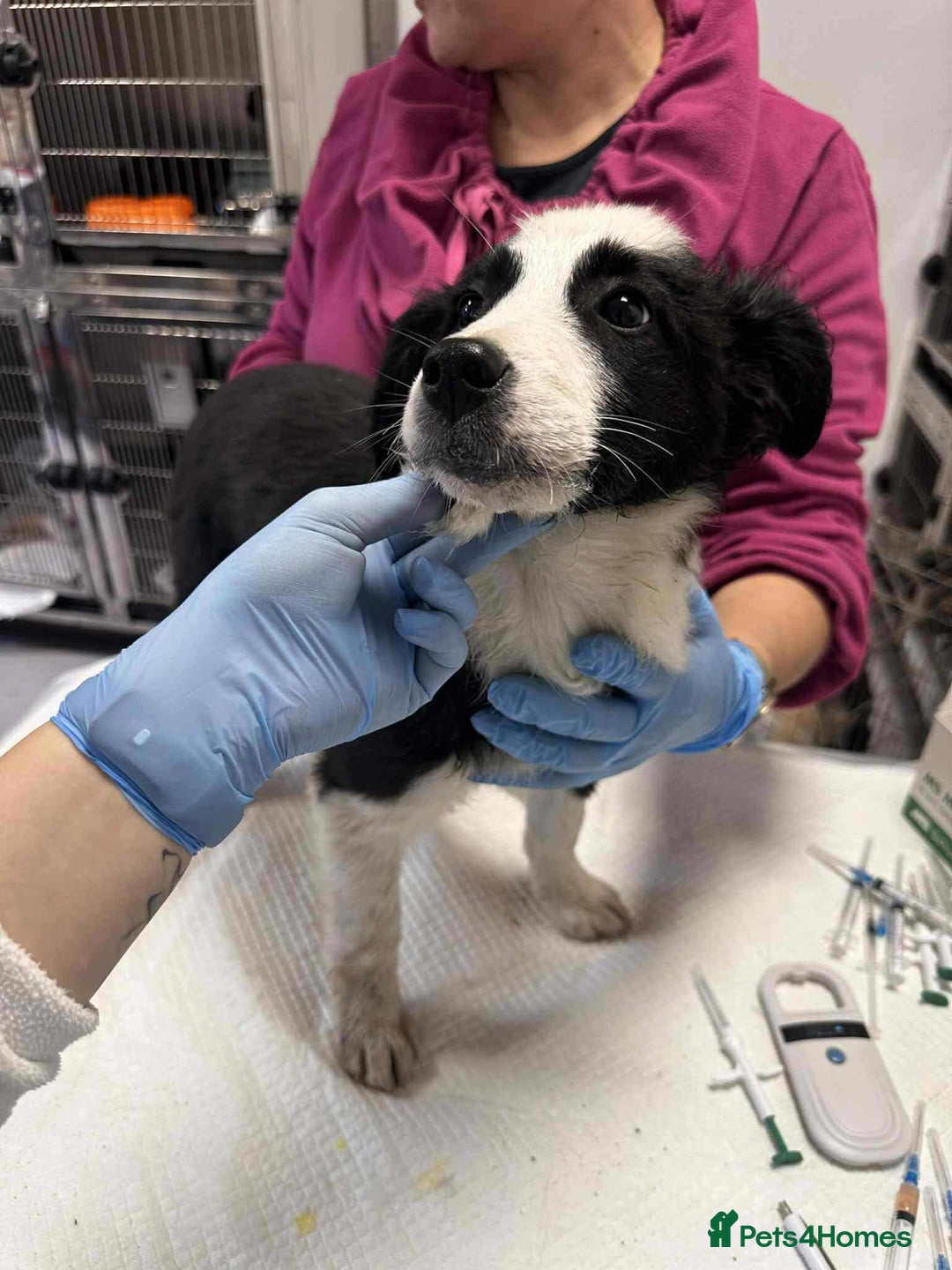 Mixed Breed dogs for adoption: Tequila for adoption - Image 3