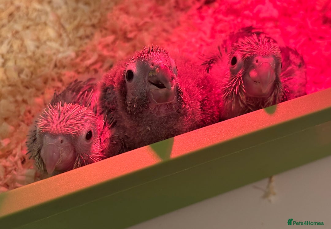 Conures birds for sale: hand reared green cheek conures - read description - Advert 2