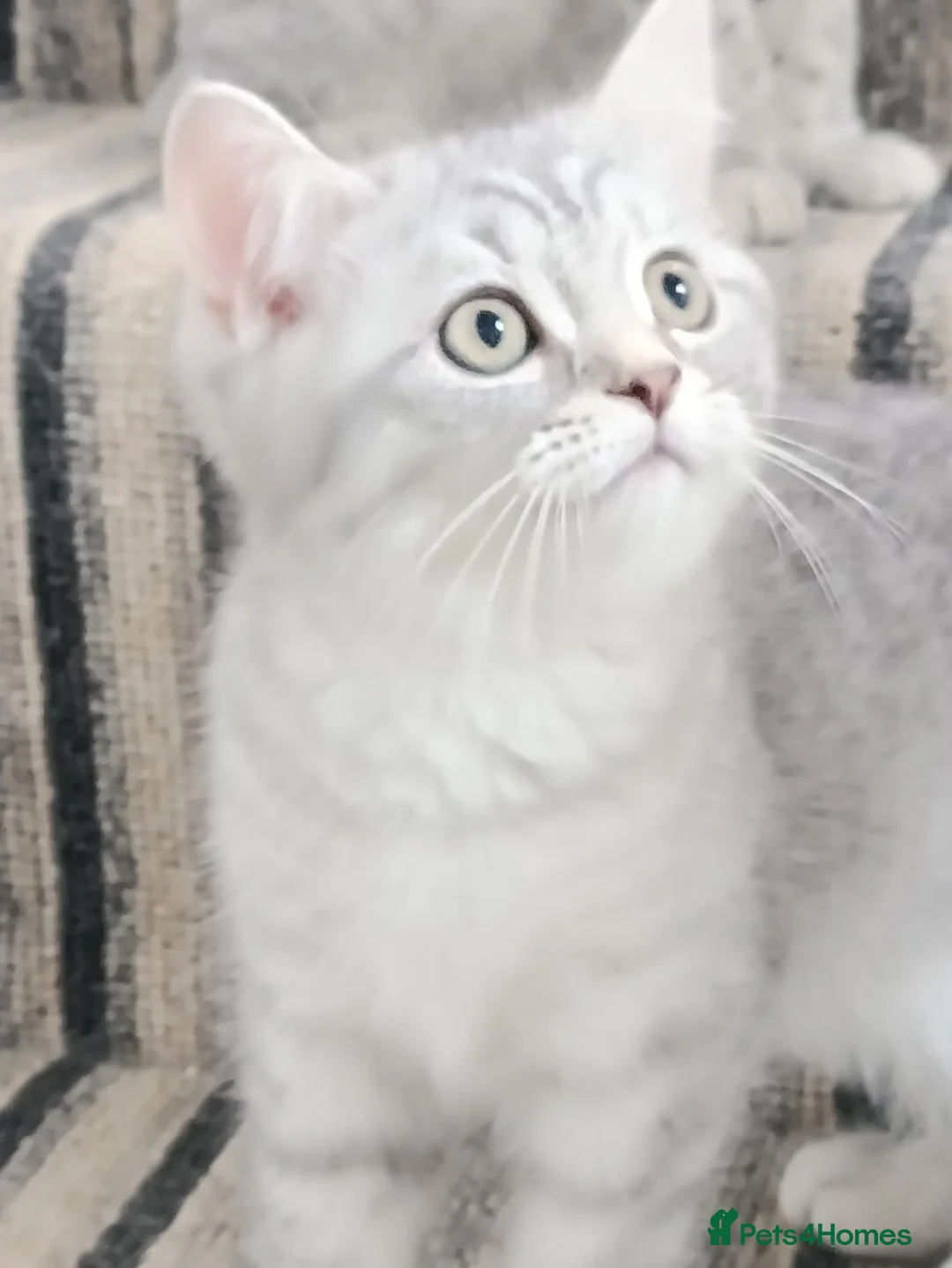British Shorthair cats for sale: British Shorthair kittens  - Advert 2