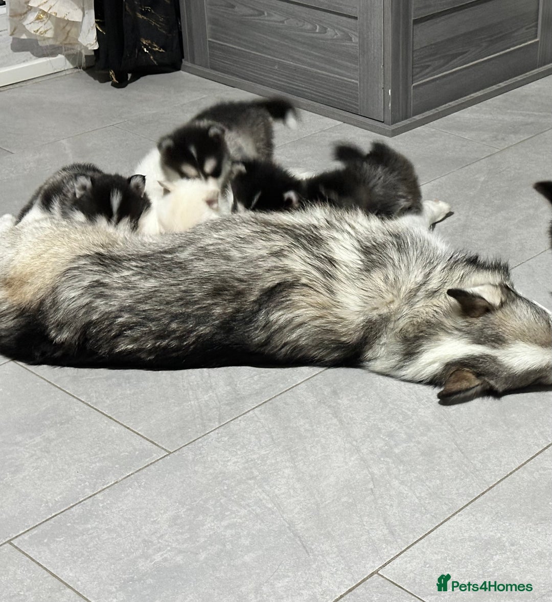 Pomsky dogs for sale: READY SMALL F4 POMSKY - Advert 13