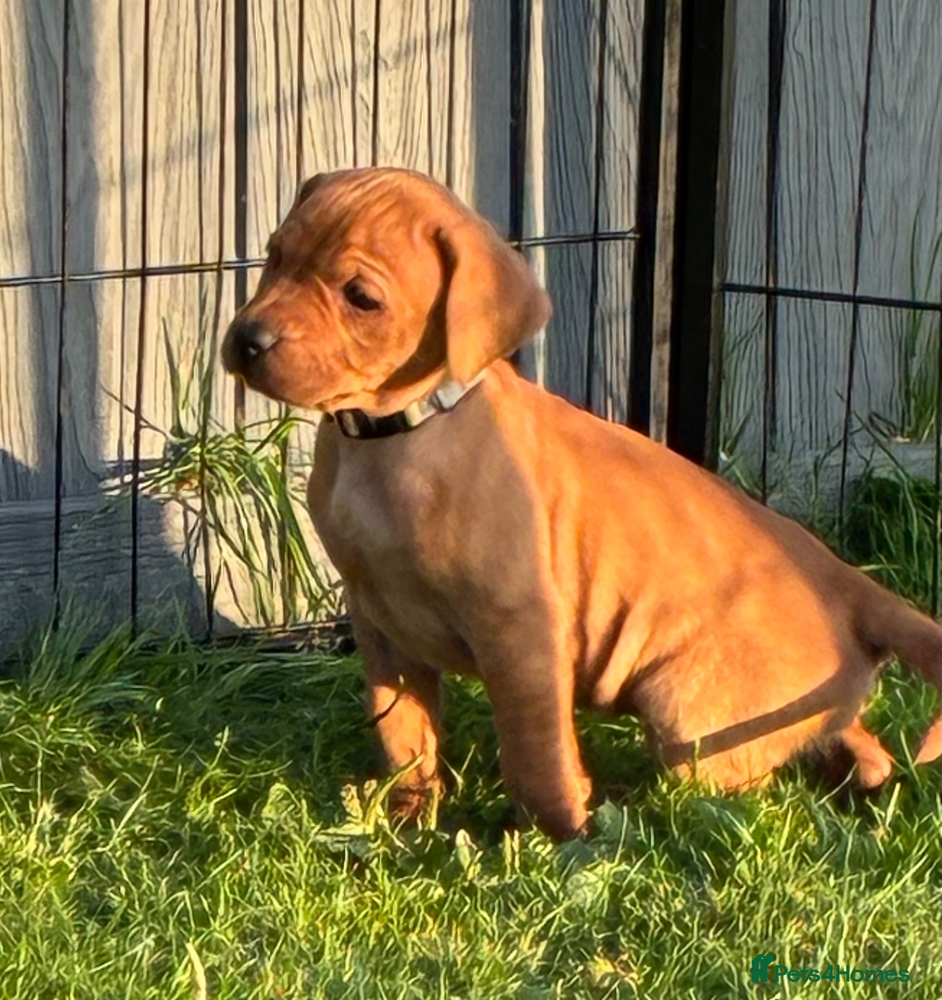 Mixed Breed dogs F1 Labrador x Vizsla Puppies - Advert 1