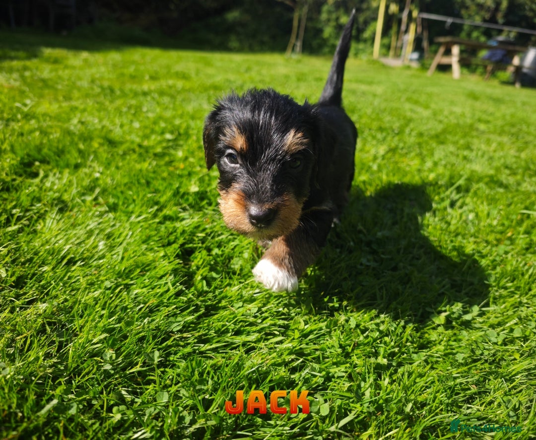 Mixed Breed dogs for sale: Parson Russell Cross Puppies  - Image 13