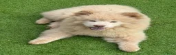 Mixed Breed dogs for sale: Chowsky in Gosport - Advert 5
